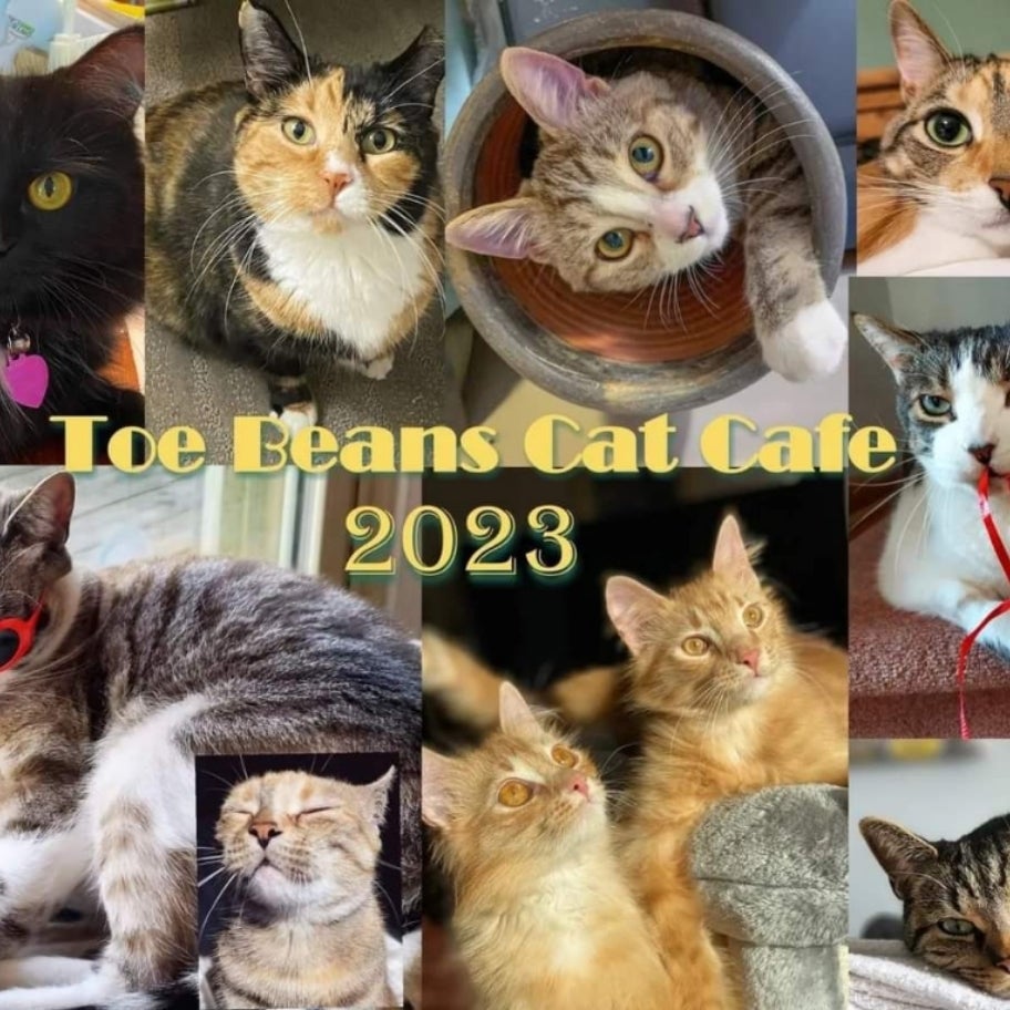 2024 Calendar (Preorder) Toe Beans Cat Cafe Eat, Drink, Adopt, Repeat