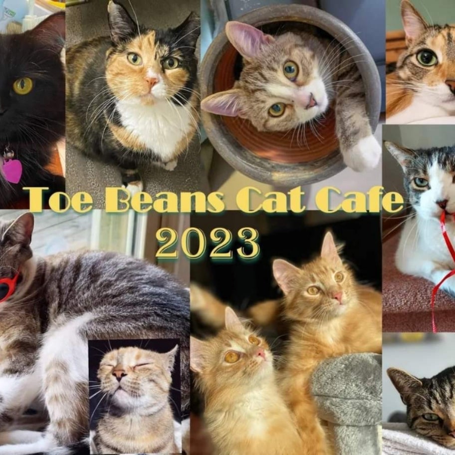 2024 Cat Calendar Toe Beans Cat Cafe Eat, Drink, Adopt, Repeat