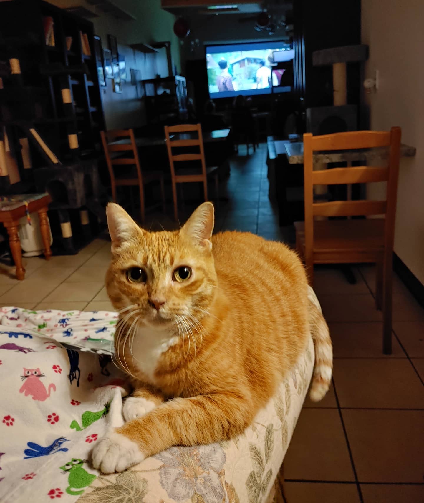 Mewvie Night Toe Beans Cat Cafe Eat, Drink, Adopt, Repeat